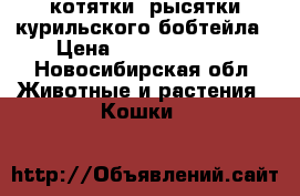 котятки- рысятки курильского бобтейла › Цена ­ 25000-15000 - Новосибирская обл. Животные и растения » Кошки   
